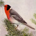 Red-faced Warbler